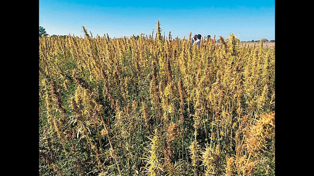 Hemp Insights Field Day 2 post image
