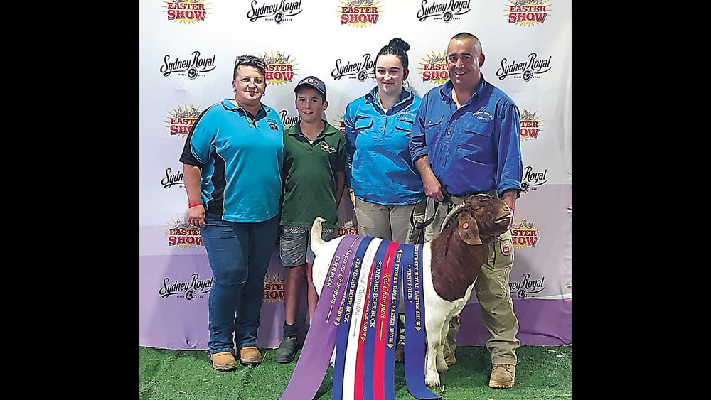 Sydney Show Goats post image