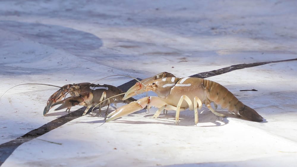 Yabby Dabby Do post image