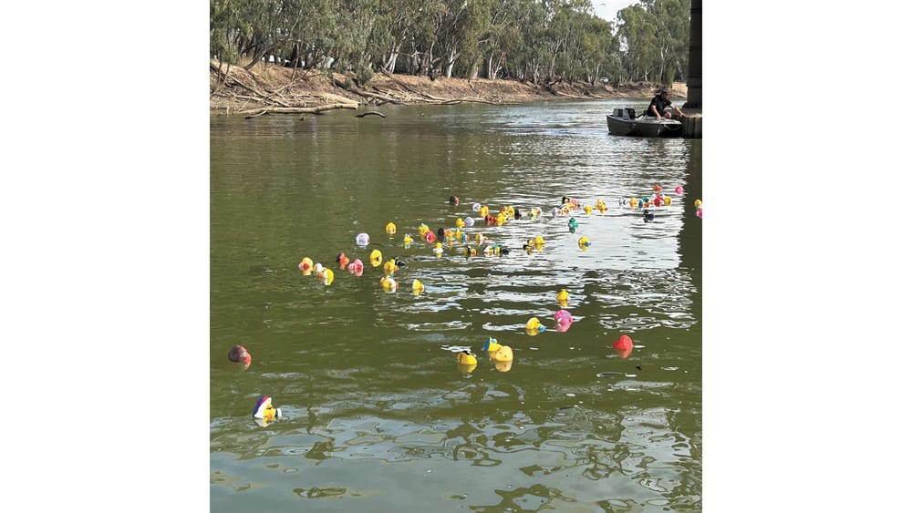 Ducks Race on the Murray post image