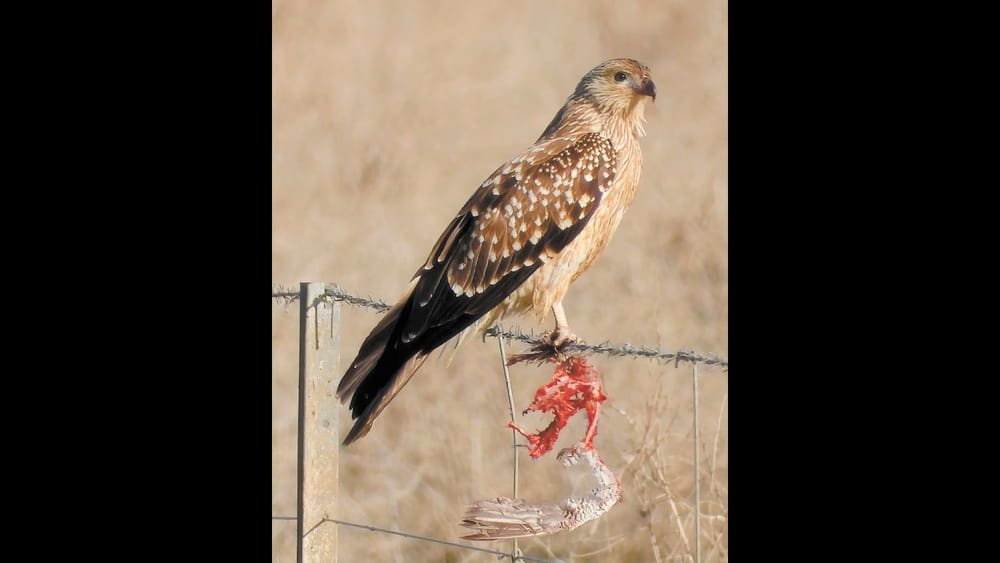 Exhibition Takes Flight for Local Farmer post image