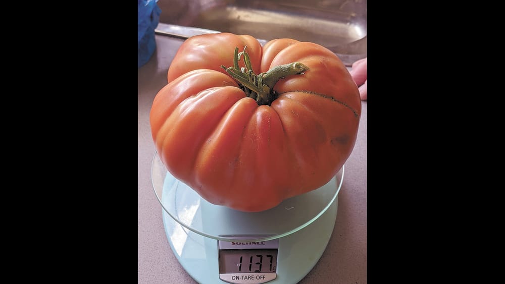 Green Thumb Picks the big one! post image