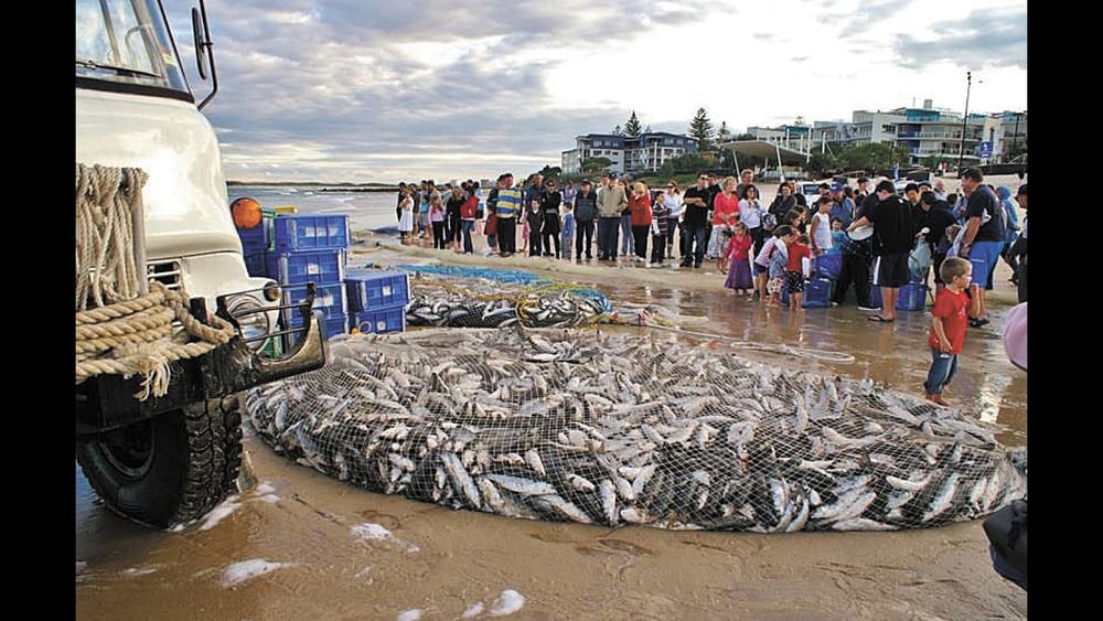 An Enormous Catch of Fish post image