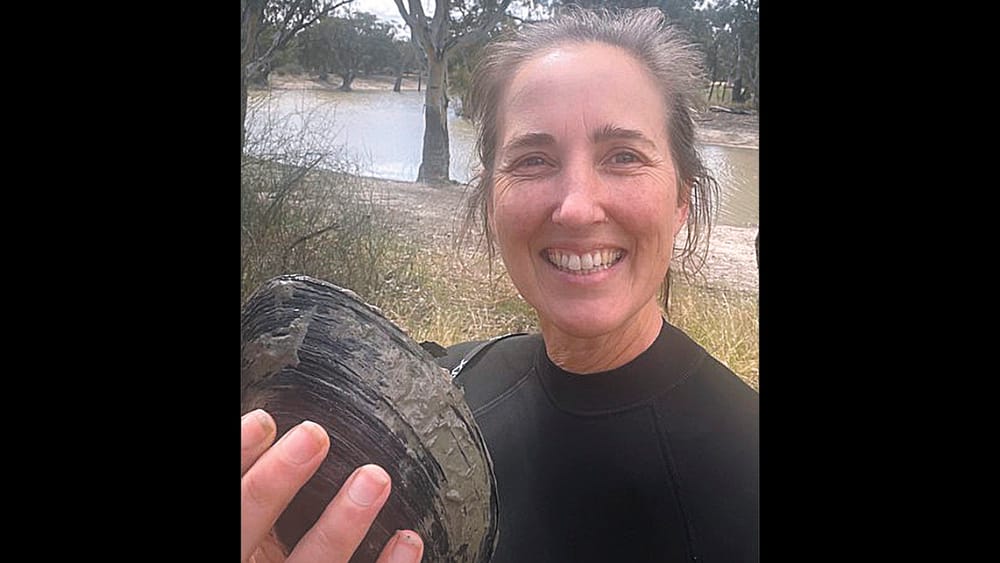 Where have all the mussels gone? post image