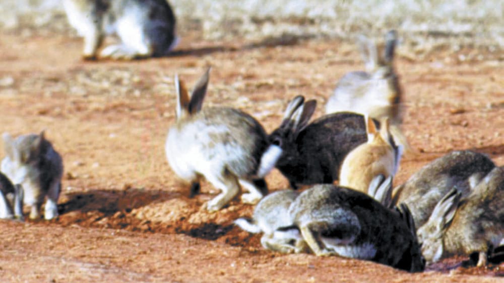 RABBIT BAITING PROGRAM post image