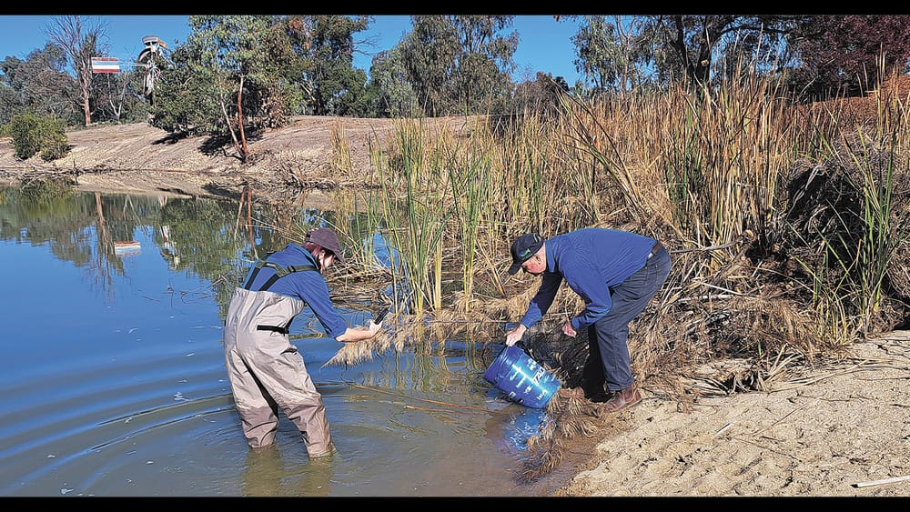 Small-Bodied Fish Nursery at Barham Lake post image