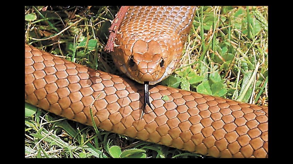 Watch out for snakes! post image