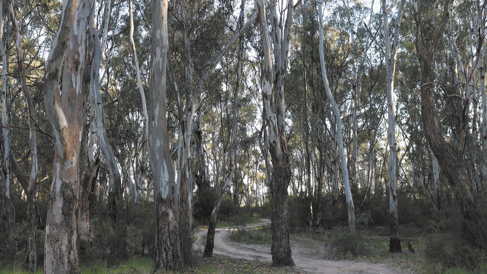 Tania Maxwell Votes to Support Timber Industry post image