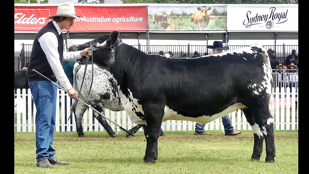 Black Diamonds Shine at Sydney post image