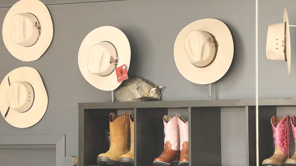 Fine Furs? post image