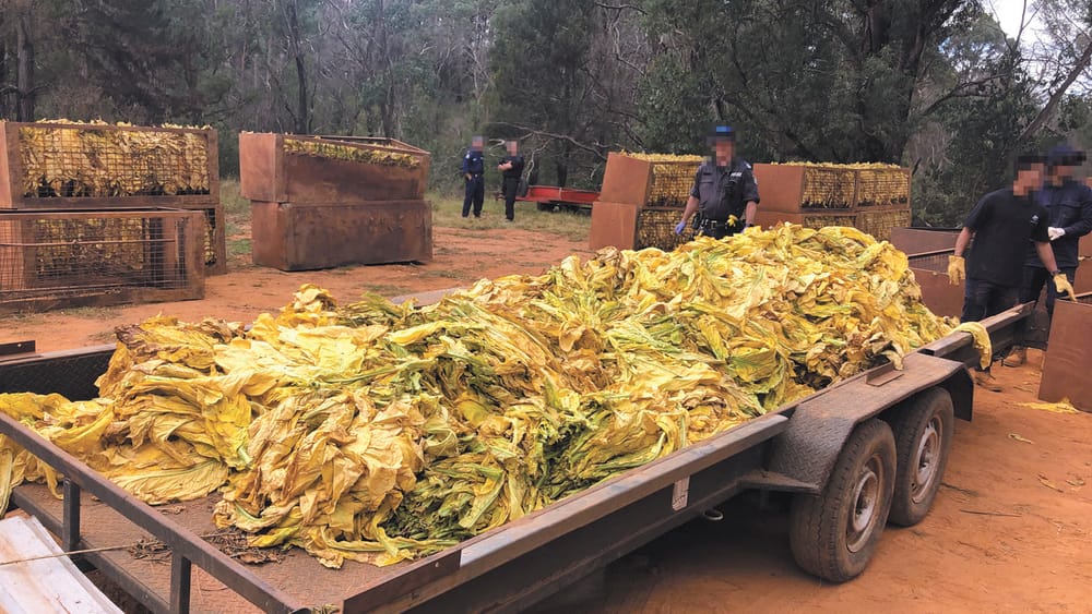 Tobacco Bust at Thule post image