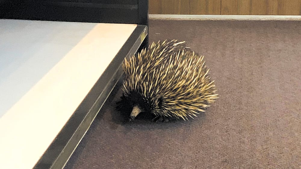 Just A Little Prick post image