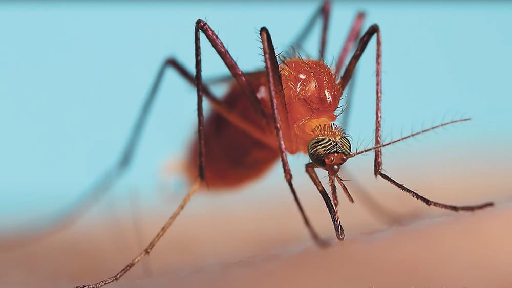 Victoria records Murray Valley encephalitis virus case and death post image