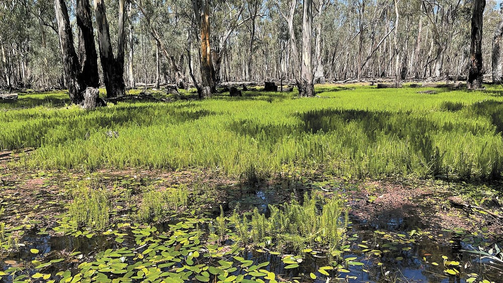 Hipwell Rd regulator to open to begin main floodplain flow post image