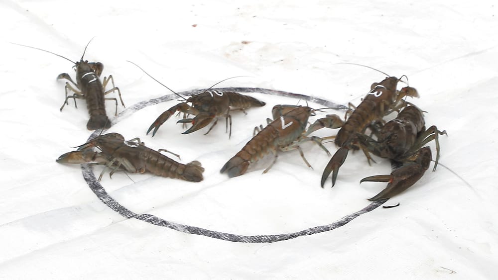 A Tad Nippy post image