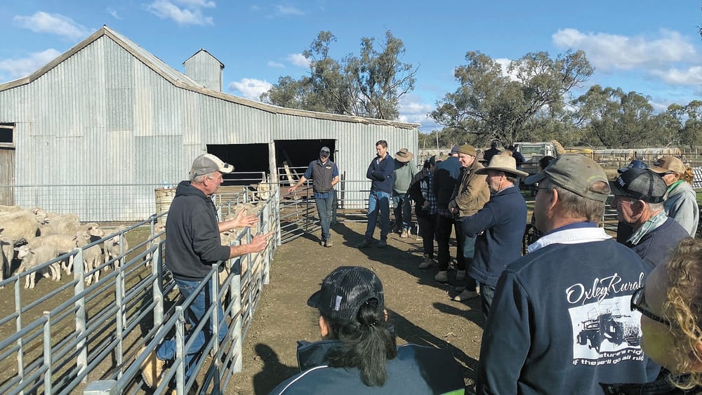 SHEEP WORKSHOPS ON THE MARK post image