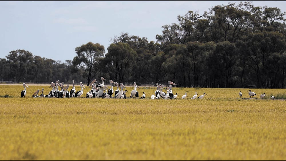 All set for Rice Harvest post image