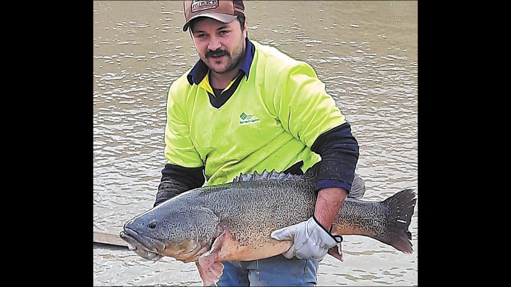 Local fish restoration operation nets rare find post image