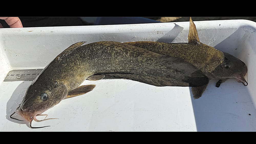 Barham Lakes Regen Underway post image