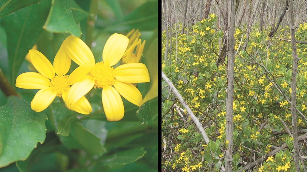 Keep an eye out for Boneseed weed! post image