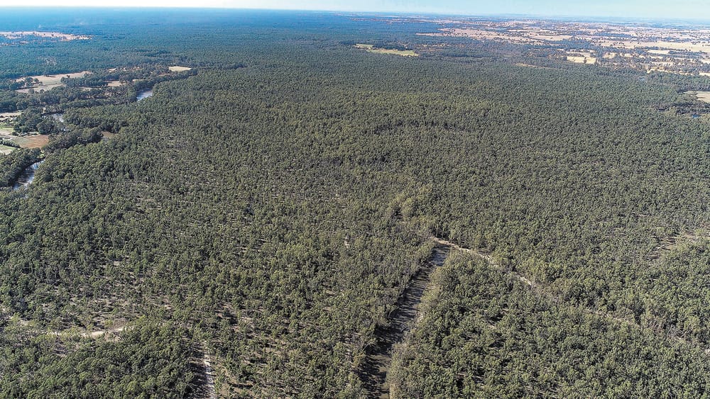 Timber Industry Chopped post image