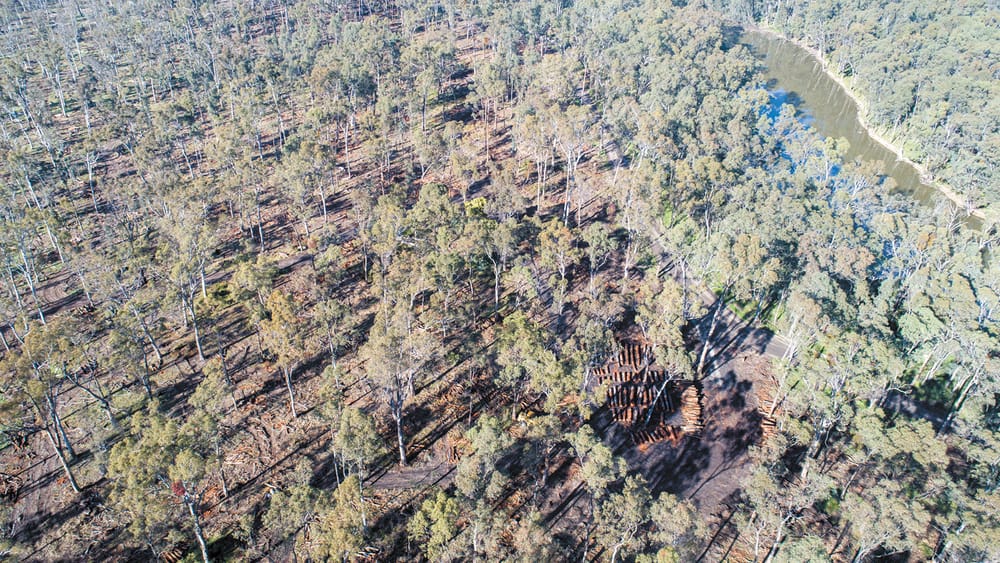 Branching Out - Part 2 post image