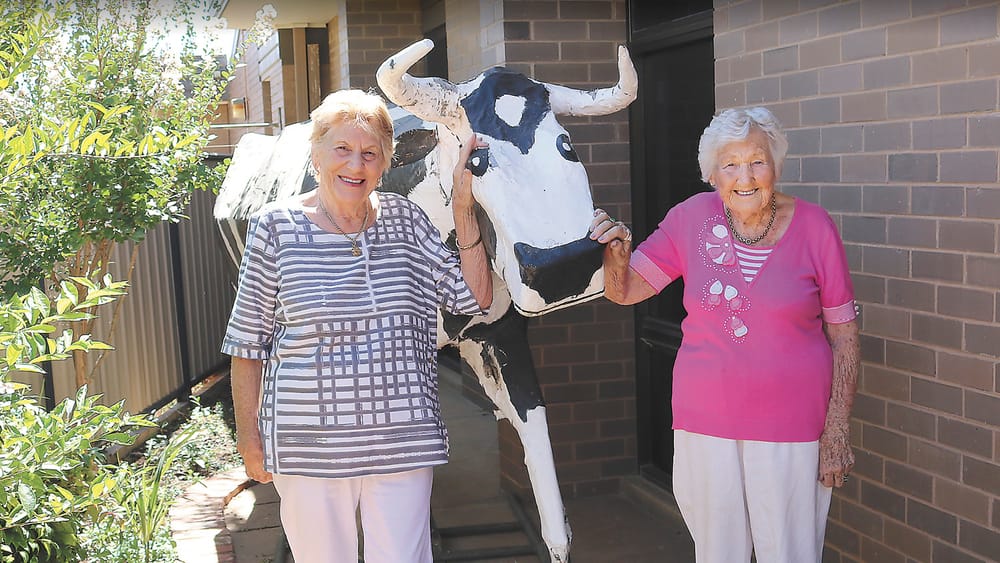 Mooooomba Cow post image