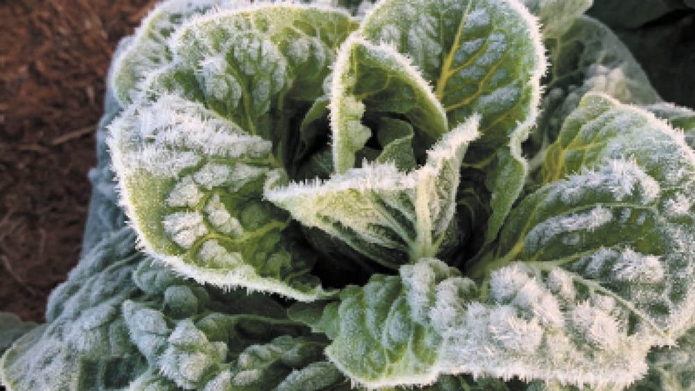 Cos, It's Iceberg post image