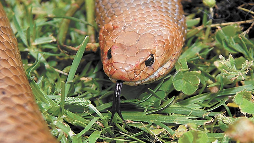 Speaking With a 'Forked Tongue' post image