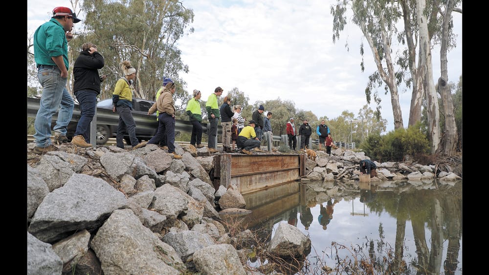 Eel Tailed Catfish for Eagle Creek post image