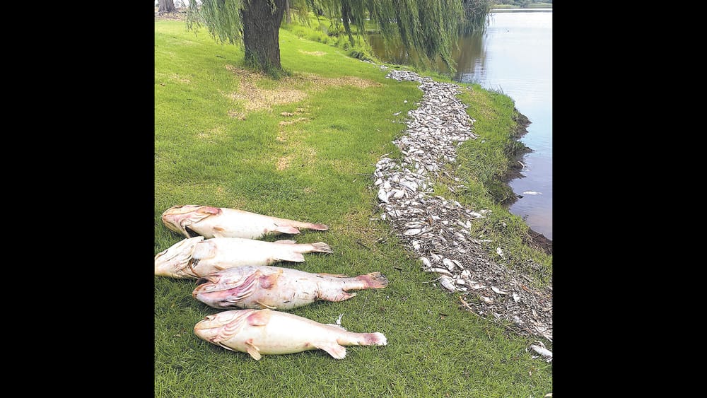 Fish Deaths Span the Basin post image