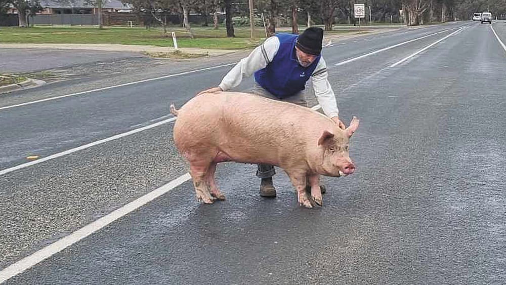 This little piggy did not want to go to market... post image