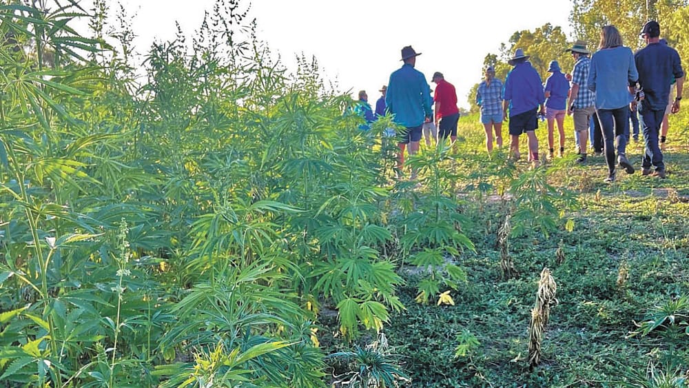 Hemp Insights Field Day 2 post image