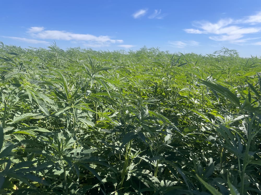 Investors See a Future in Hemp post image