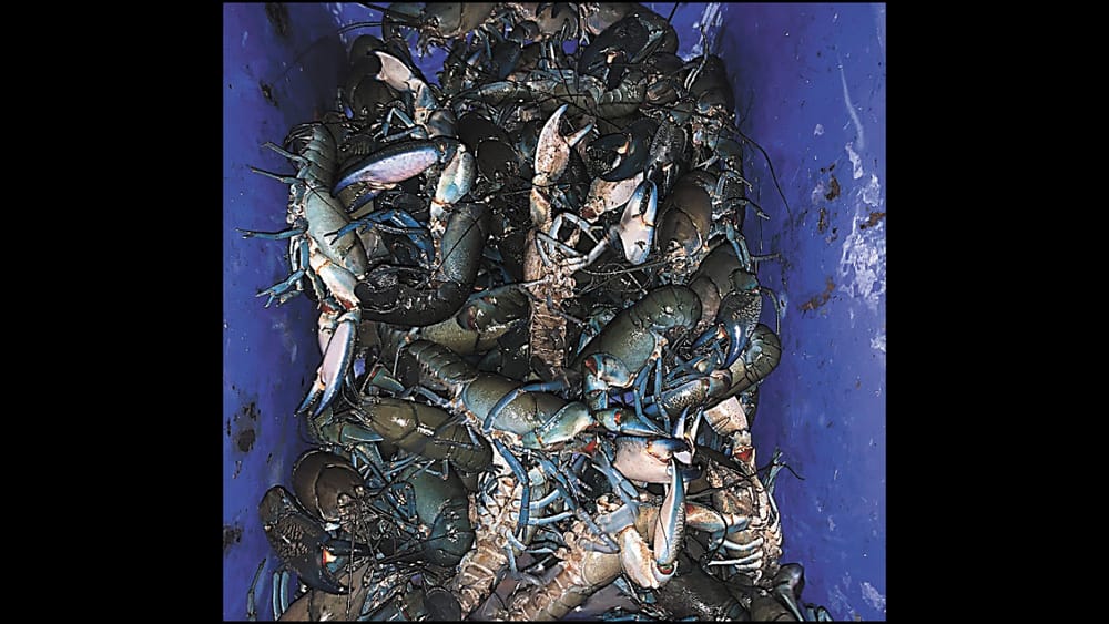 Yabby Fines post image
