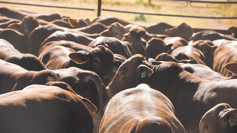 Foot and Mouth Disease Concerns post image