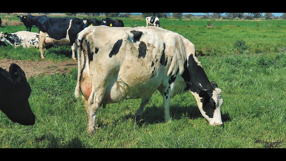 Disturbing Death of Cow post image