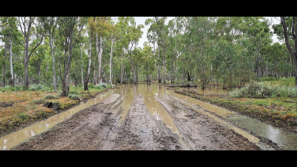 Gunbower Forest Limited Access post image