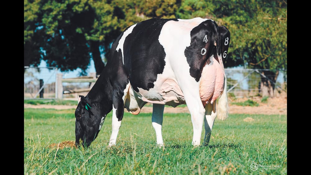 Cow of the Year Accolade For Jessica post image