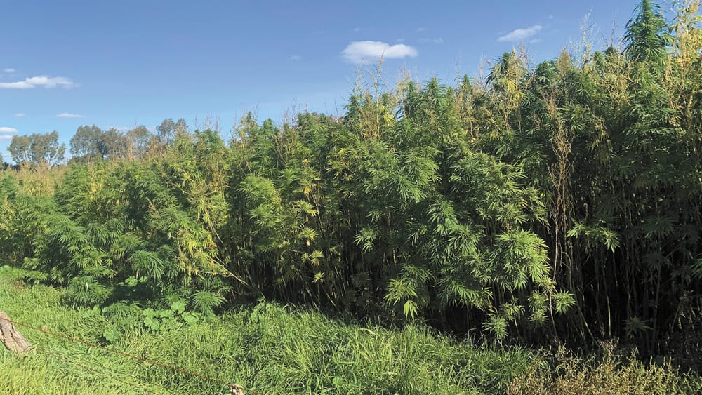 Hemp Session post image