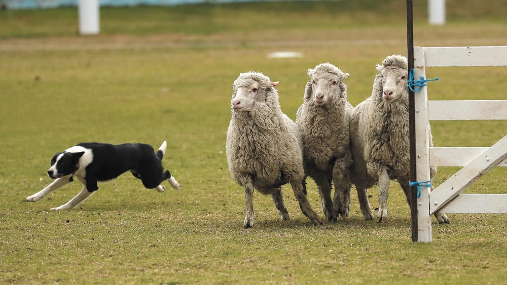 Sheep Dog Trials at Moulamein post image