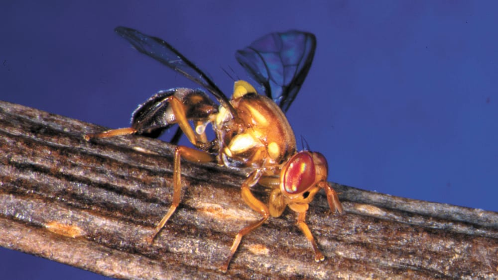 Conditions Ripe For Fruit Fly post image