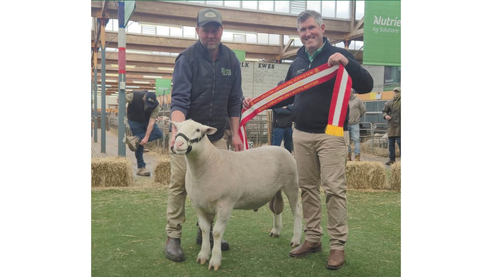Treweek Triumphs Claiming Supreme All-Breed Ram post image