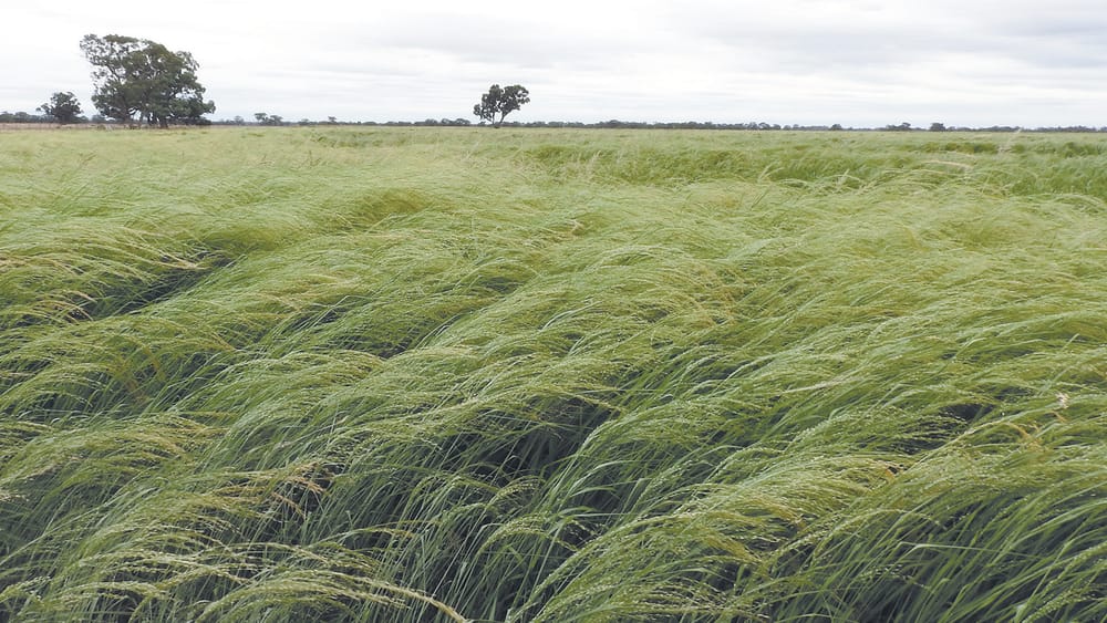 Teff Success at Wakool post image