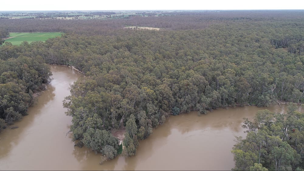 Solid fuel fire ban for Koondrook, Perricoota and Campbells Island State Forests post image