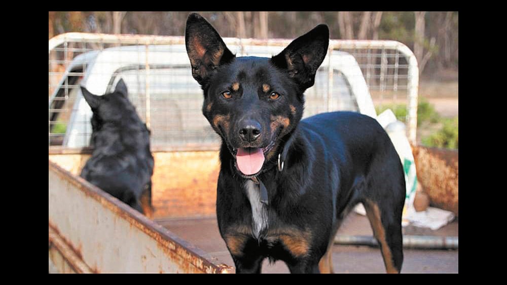 Faithful Friend post image