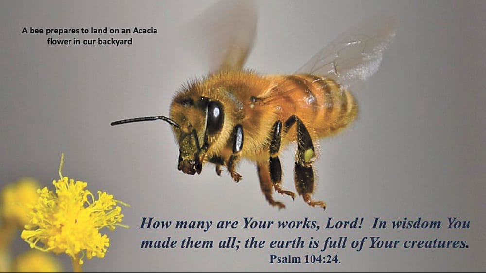 Plants Listening for a Buzz! post image