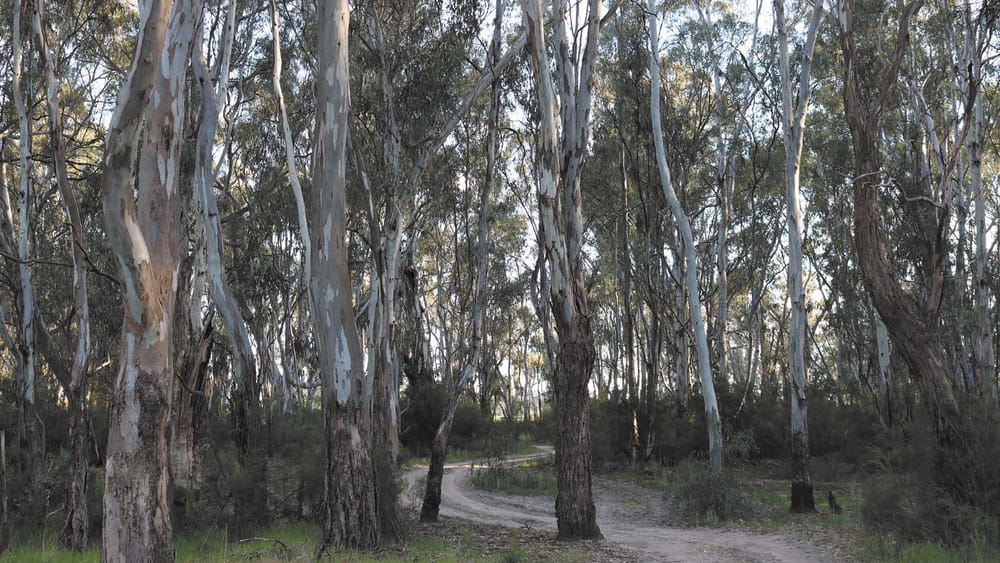 KDC: Victorian Native Timber Closure post image