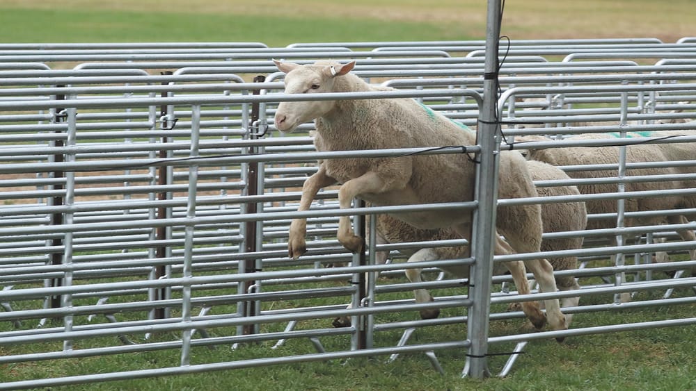 Woolly Racers set to Return post image