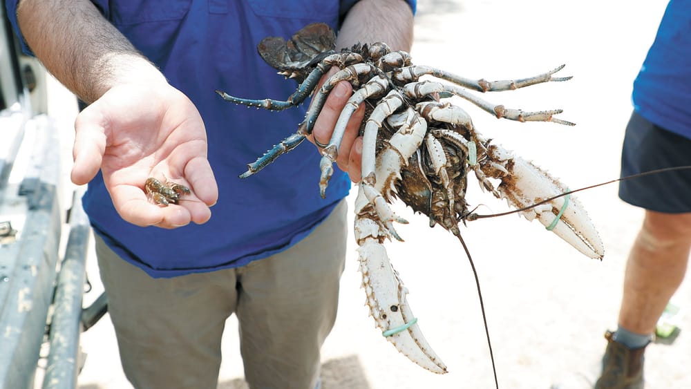 In A Pinch post image